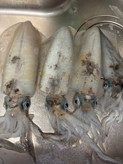 アオリイカの釣果