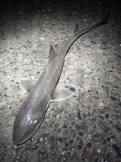 ホシザメの釣果