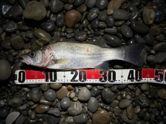 ハネ（ヒラスズキ）の釣果