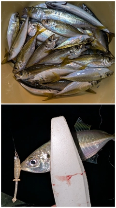 釣果