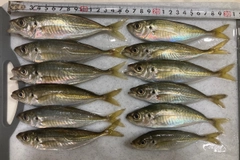 マアジの釣果