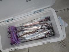 タチウオの釣果