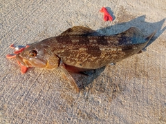 アブラコの釣果
