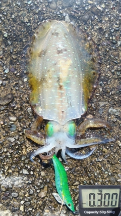 アオリイカの釣果