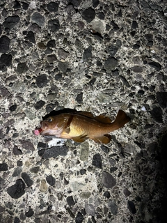 ガヤの釣果