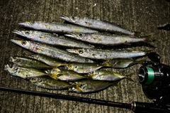カマスの釣果