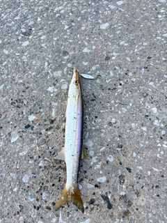 カマスの釣果
