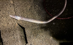 ハモの釣果