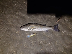 フッコ（マルスズキ）の釣果