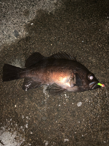 メバルの釣果