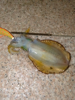 アオリイカの釣果