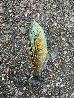 キュウセンの釣果