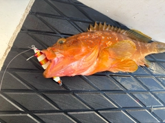 キジハタの釣果