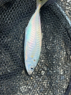 マルアジの釣果