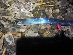 タチウオの釣果