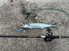 サゴシの釣果