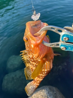 キジハタの釣果