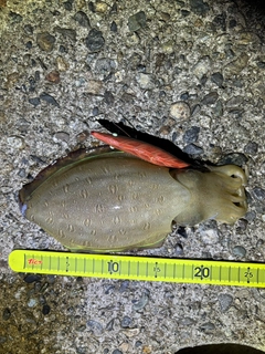 コウイカの釣果