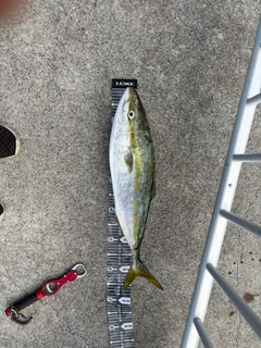 メジロの釣果