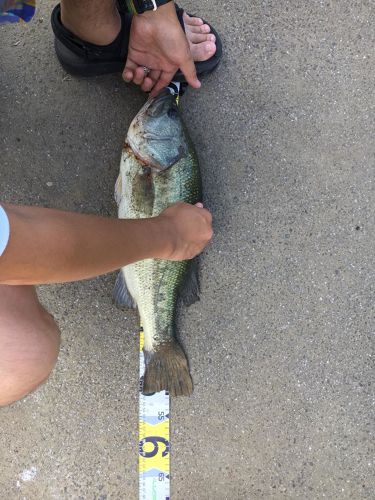 ブラックバスの釣果