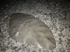ツバクロエイの釣果
