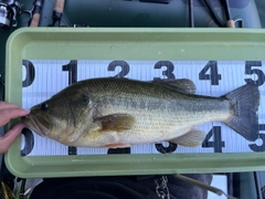 ブラックバスの釣果