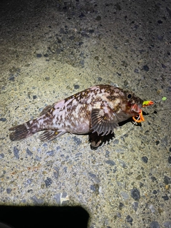 オウゴンムラソイの釣果