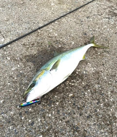 ワラサの釣果