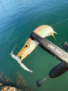 カマスの釣果