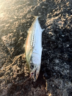 サゴシの釣果