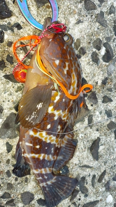 キジハタの釣果