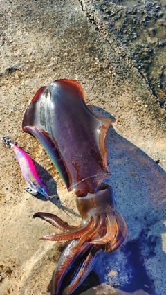 アオリイカの釣果