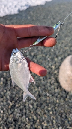 コバンアジの釣果