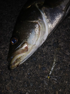 シーバスの釣果