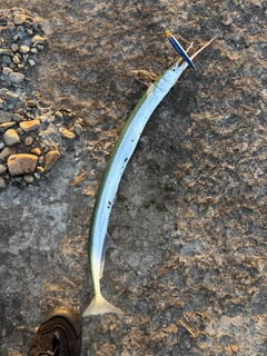 ダツの釣果