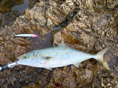 ワラサの釣果
