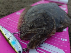 ヒラメの釣果