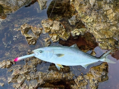 イナダの釣果