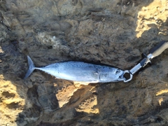 ソウダガツオの釣果