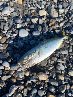 イナダの釣果