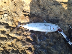 ソウダガツオの釣果