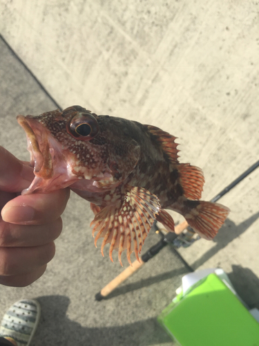 カサゴの釣果