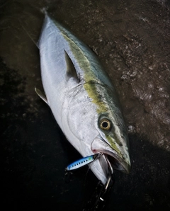 ブリの釣果