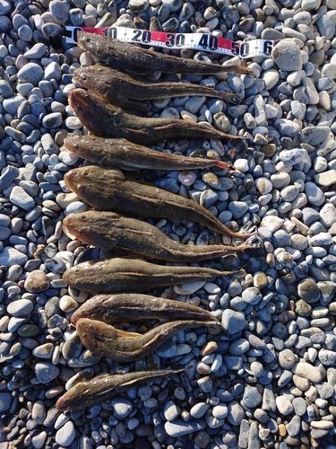 島根県の釣果・釣り場情報【2026年最新】 - アングラーズ | 釣果600万