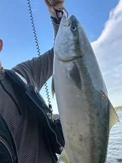 ブリの釣果
