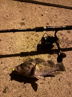 クロソイの釣果