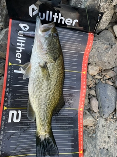 ラージマウスバスの釣果