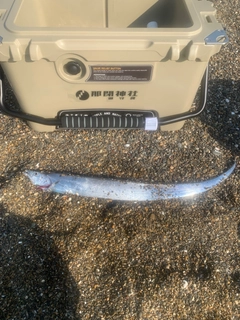 タチウオの釣果
