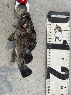 クロソイの釣果