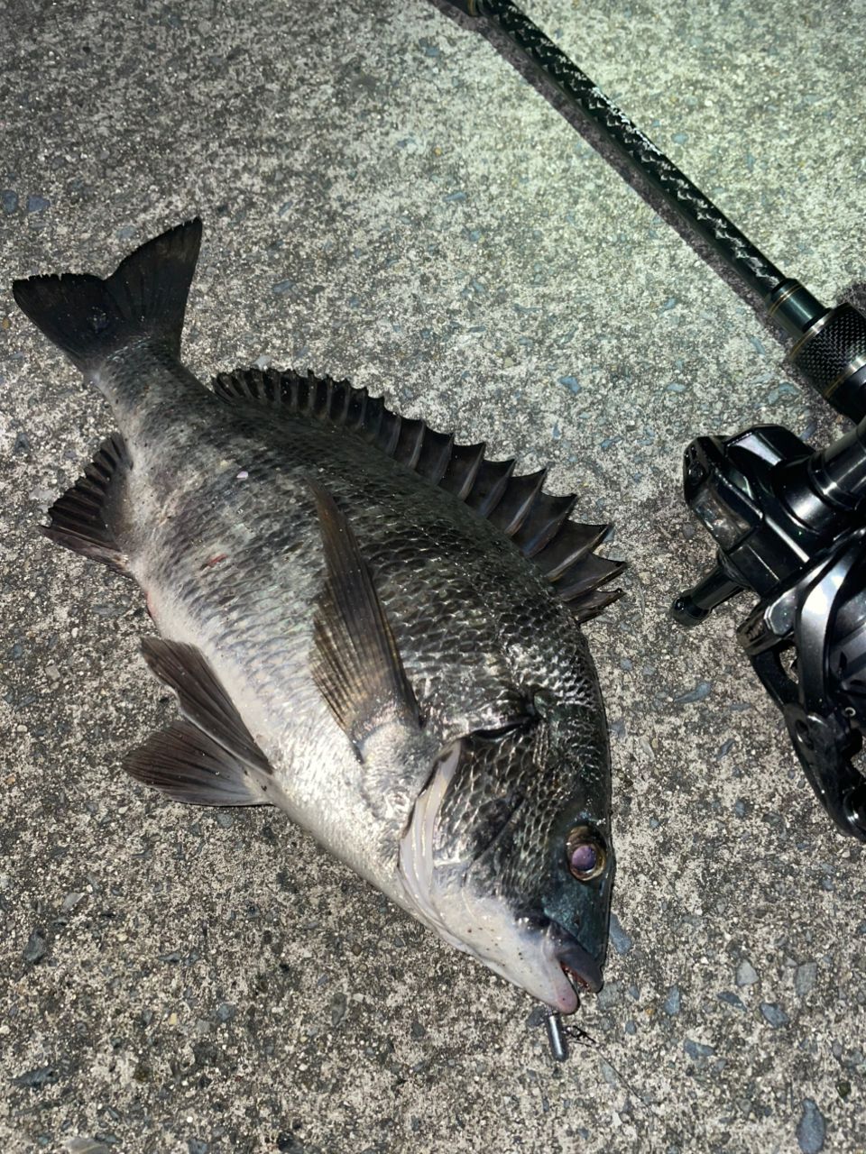 SHIMANO 21コンプレックス XR C2000F4 HGの最安値・インプレ・釣果